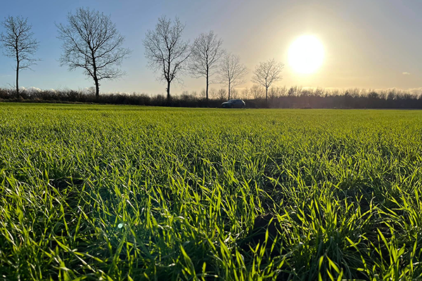 Hvedemark hvor solen går ned i baggrunden